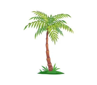 Palm tree, cartoon jungle or tropical island plant Stock Illustration