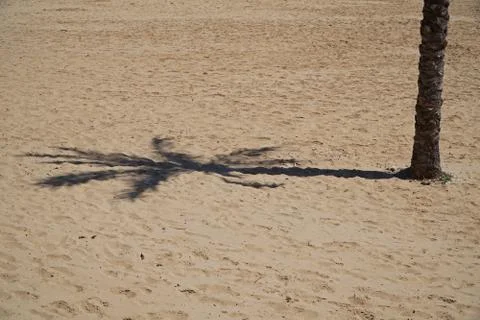 Palm tree casting a shadow on a deserted beach Stock Photos