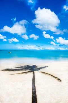 .Palm tree casts a shadow on the beach. Foto stock