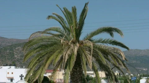 Palm tree on a Cemetery Video stock 504878