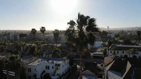 Palm Tree Circle Drone Footage Stock Footage 106120004