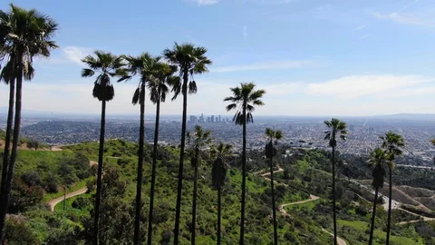 Palm Tree City #2 Drone Footage Stock Footage 106119004