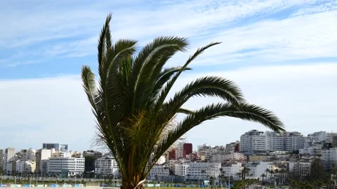 Palm tree with city on the background Stock Footage 235816806