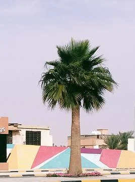 The palm tree in the city Stock Photos