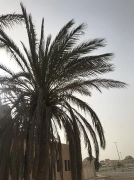 The Palm tree in the city Stock Photos