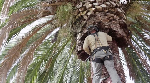 Palm Tree Cleaning Still Stock Footage 50314091