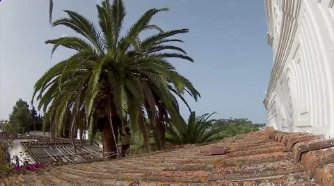 Palm Tree Cleaning Time Lapse Stock Footage 50097279