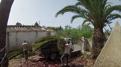 Palm Tree Cleaning Time Lapse Stock Footage 50103759
