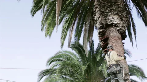 Palm Tree Cleaning Time Lapse Stock Footage 50294600