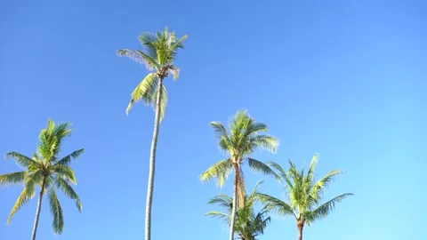 Palm tree with clear blue sky Stock Footage 151845549