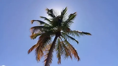 Palm Tree in a clear sky Stock Footage 108454607