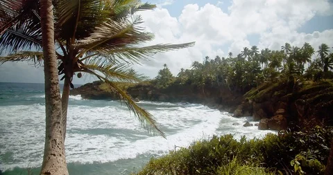 Palm tree on cliff side blowing in the wind as ocean waves smash against rocky Stock Footage 124866627