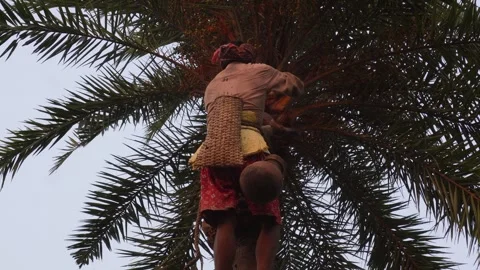 Palm Tree Climber Vidéo 333955866