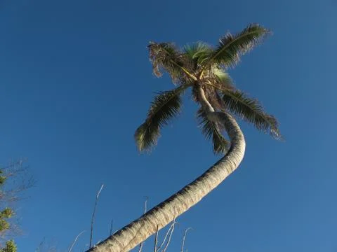 Palm tree climbing to  the sky Stock Photos