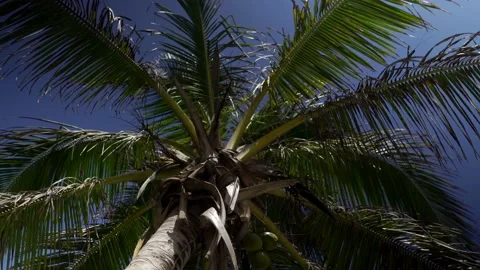 Palm Tree Clip Stock Footage 163441818