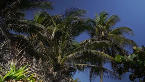 Palm Tree Clip Stock Footage 163441820