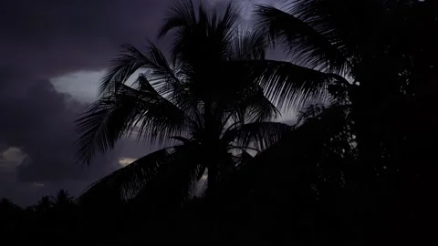 Palm Tree Clip Night Stock Footage 163441753