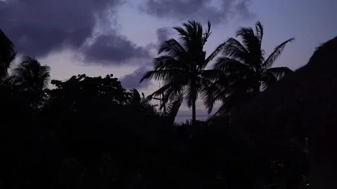 Palm Tree Clip Night Stock Footage 163441817