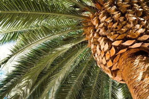 Palm tree close up background Stock Photos