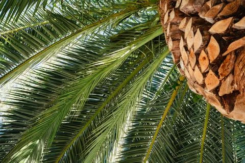 Palm tree close up background Stock Photos