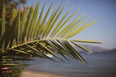 Palm tree close-up on the background of the sea and the beach. Foto stock