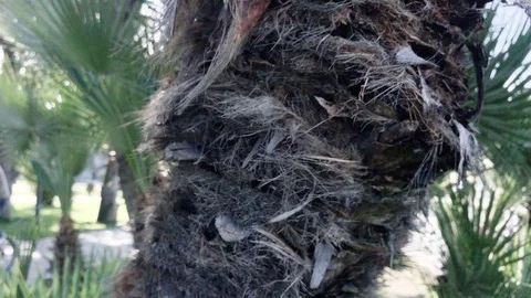 Palm tree close up with camera movement Video stock 105721673