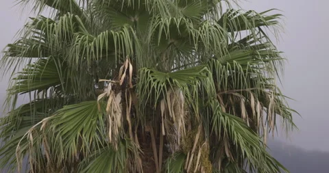Palm tree close up, camera movement, 4K slomo Stock Footage 246496187