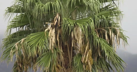 Palm tree close up, camera movement, 4K slomo Stock Footage 246497202