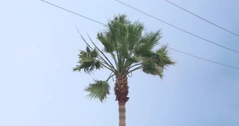 Palm tree from up close during storm Stock Footage 197638600