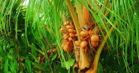Palm tree close-up exotic yellow unripe young fresh coconuts growing in green Video stock 226828206
