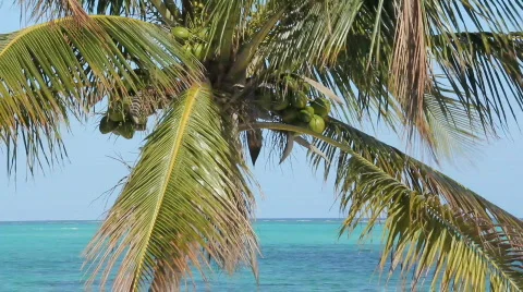 Palm tree close up  Stock Footage 719916