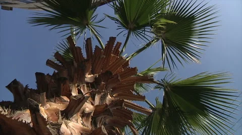 Palm tree close up Stock Footage 58494613