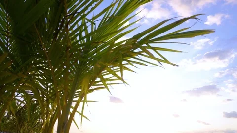 Palm Tree Close Up Stock Footage 71550681