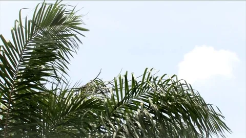 Palm tree close up Stock Footage 80478414