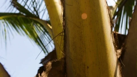 Palm tree close up Stock Footage