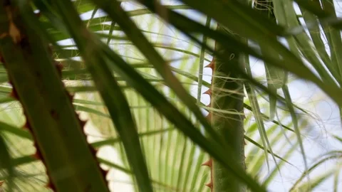 Palm Tree Close-Up Stock-Footage 111476255