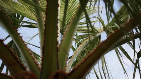 Palm Tree Close-Up Stock Footage 111476261
