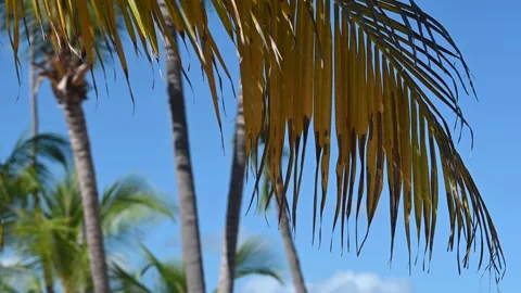 Palm Tree Close-up Video stock 166011034