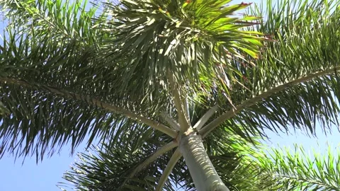 Palm Tree Close up Stock Footage 264616209