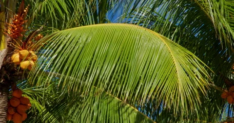 Palm Tree Close-Up Stock Footage 276621974