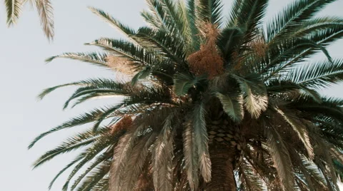 Palm Tree Close Up Handheld 1080p Stock Footage 56440314