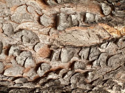 Palm tree close up 库存照片