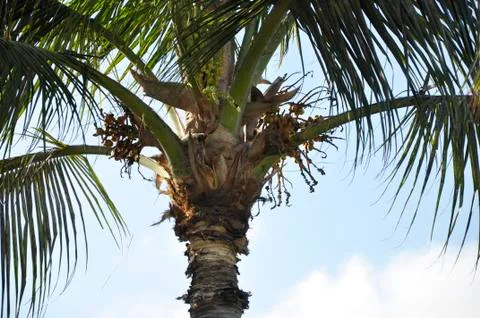 Palm Tree Close Up Stock Photos