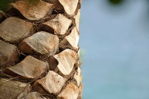 Palm tree close up Stock Photos