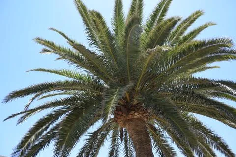 Palm tree close up  Stock Photos