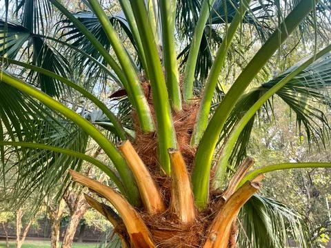 Palm tree close Stock-Fotos