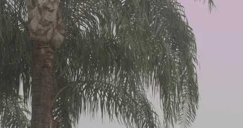 Palm tree close up in a rainy day in slow motion Stock Footage 150643498
