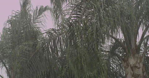 Palm tree close up in a rainy day in slow motion Stock Footage 150643555