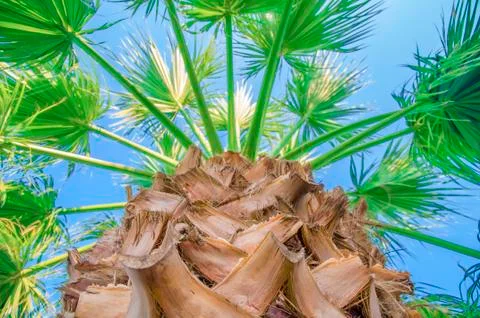 Palm tree close with sky background Stock Photos