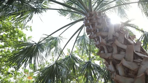 Palm Tree Close with Sun Rays Bursting Through Video stock 83978174